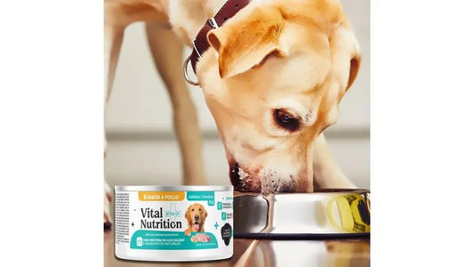 VITAL NUTRITION PERRO SABOR POLLO 65G